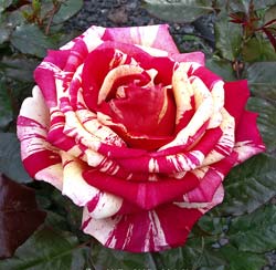Rose 'Brocéliande'